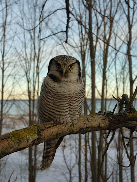 Hiiripöllö, Northern Hawk Owl, Surnia ulula